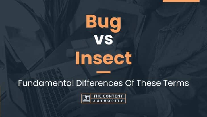 Bug Vs Insect Fundamental Differences Of These Terms