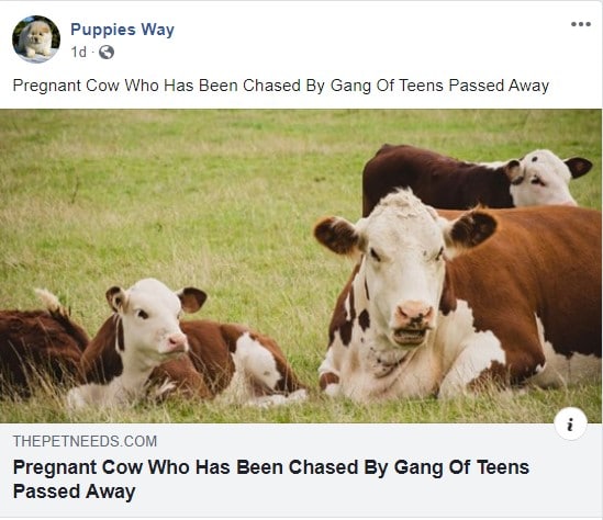 pets clickbait