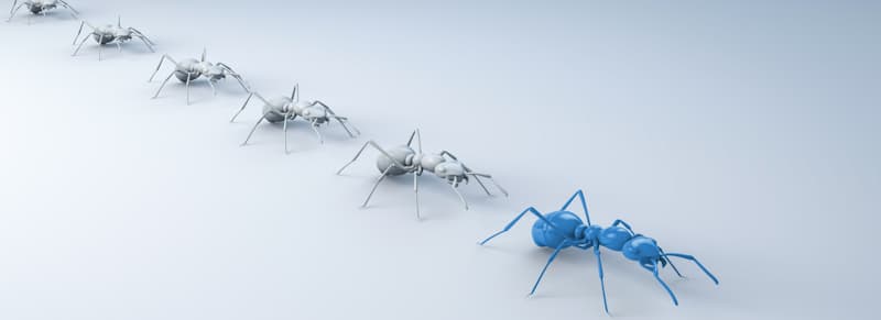 ants walking behind their leader