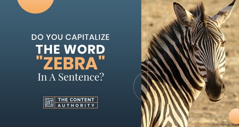 Do You Capitalize The Word “Zebra’ In Sentence?