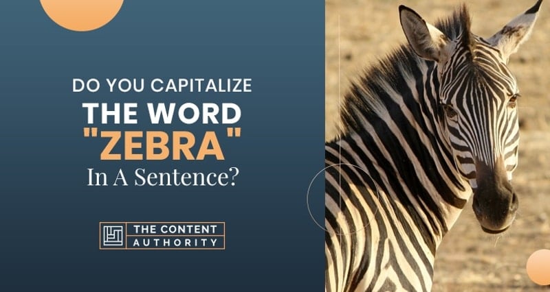 Do You Capitalize The Word Zebra In Sentence 