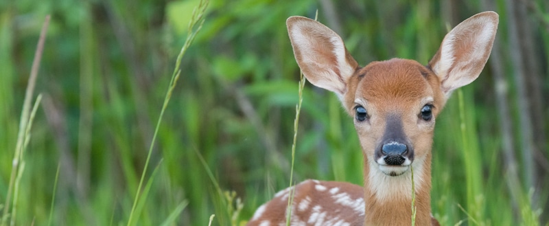 fawn in the woods