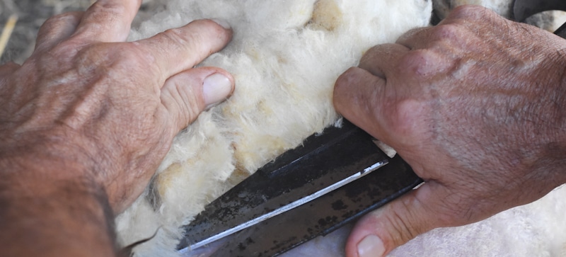 hands holding shears remove wool from sheep