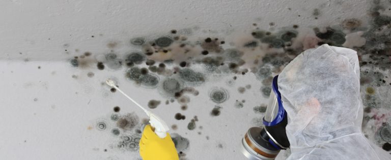 mold-vs-mould-when-to-and-when-not-to-use-each-in-a-sentence