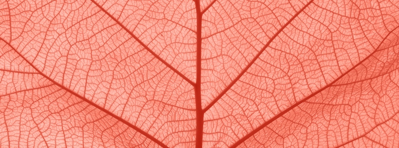 veins on a leaf