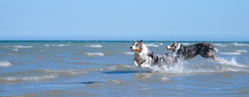 dogs run happy in the beach