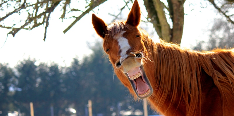 horse shows teeth as if were laughing