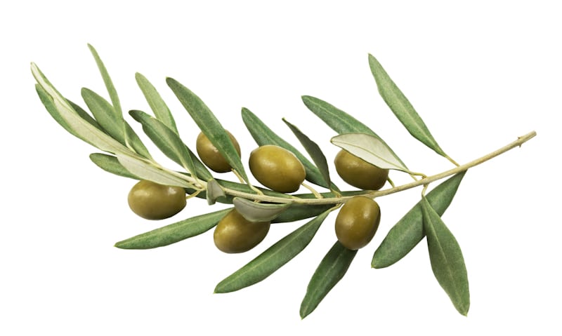 the-symbolism-of-the-olive-tree-in-christianity-gold-grelia