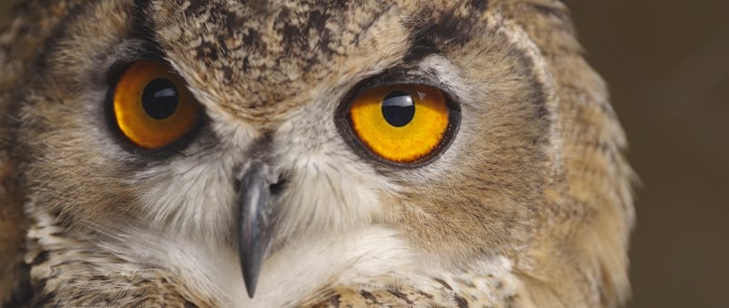 owl piercing stare