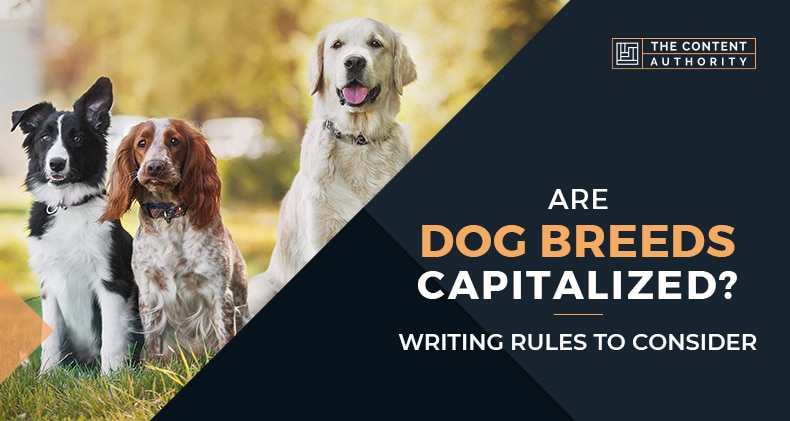 Are Dog Breeds Capitalized? Writing Rules To Consider