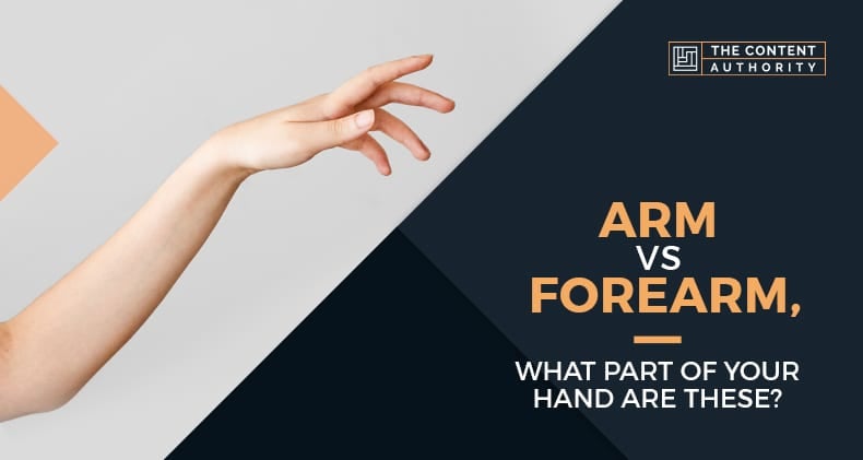 Arm Vs Forearm, What Part Of Your Hand Are These?