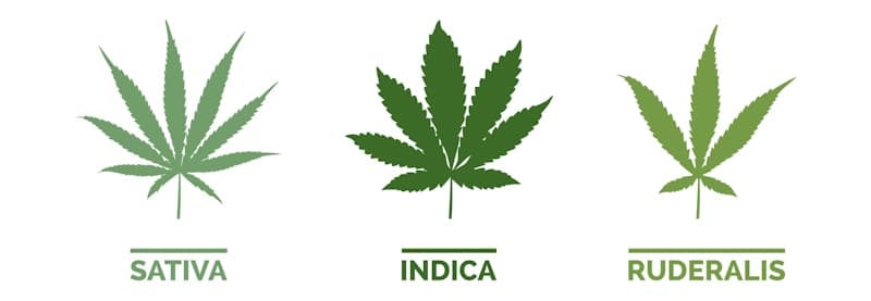 cannabis plants sign names