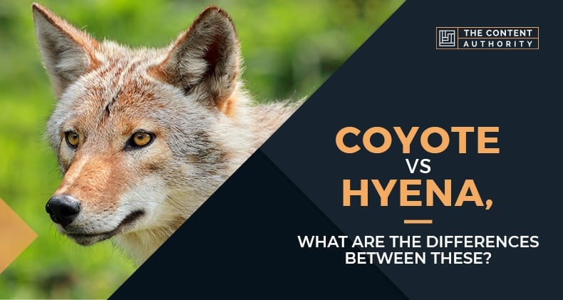 Coyote Vs Hyena, What Are The Differences Between These?