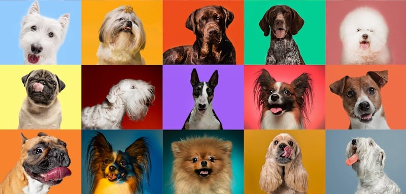 dog portraits in colored backgrounds