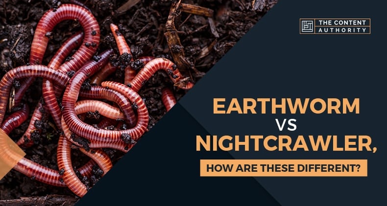 Earthworm Vs Nightcrawler, How Are These Different?