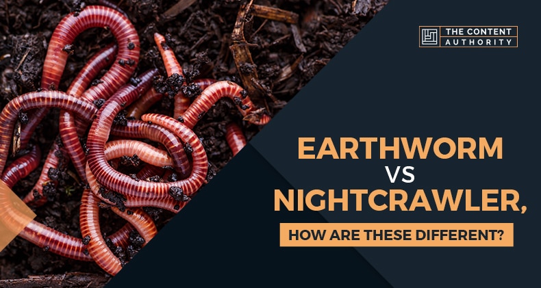 Earthworm Vs Nightcrawler How Are These Different 