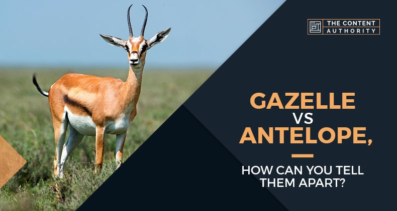 Gazelle Vs Antelope, How Can You Tell Them Apart?