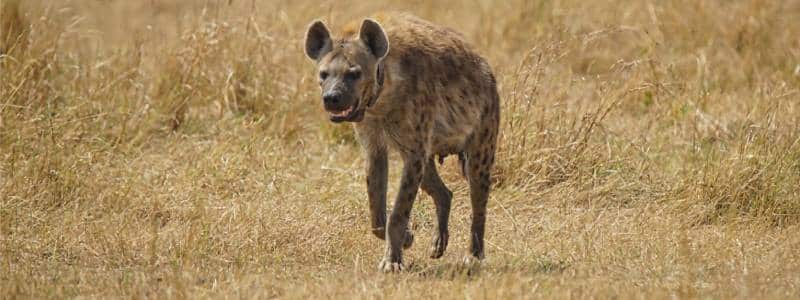 hyenasavanna
