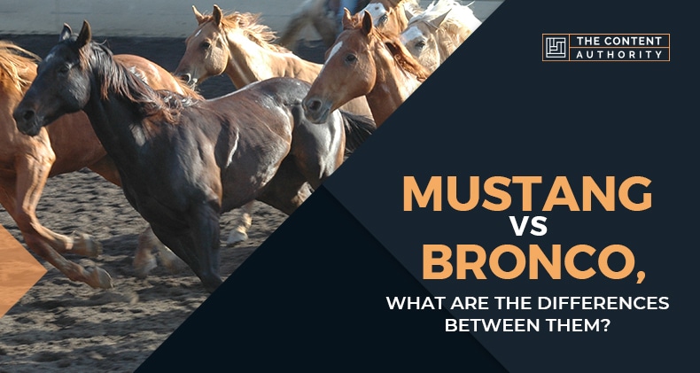 Mustang Vs Bronco, What Are The Differences Between Them?