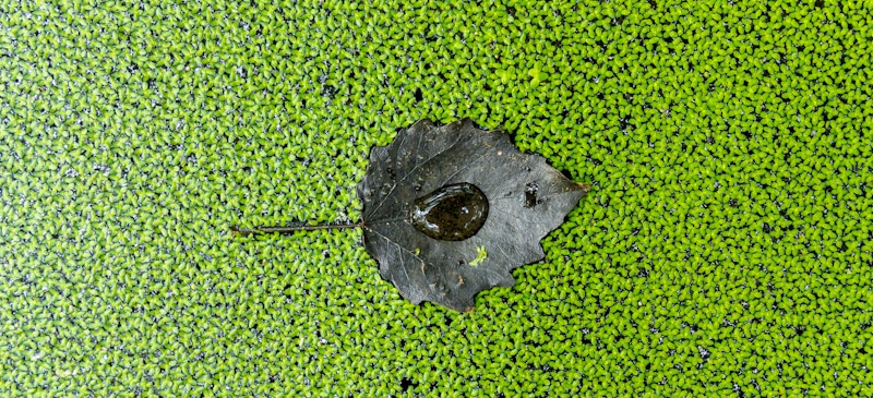 single leave floats among tiny water plants