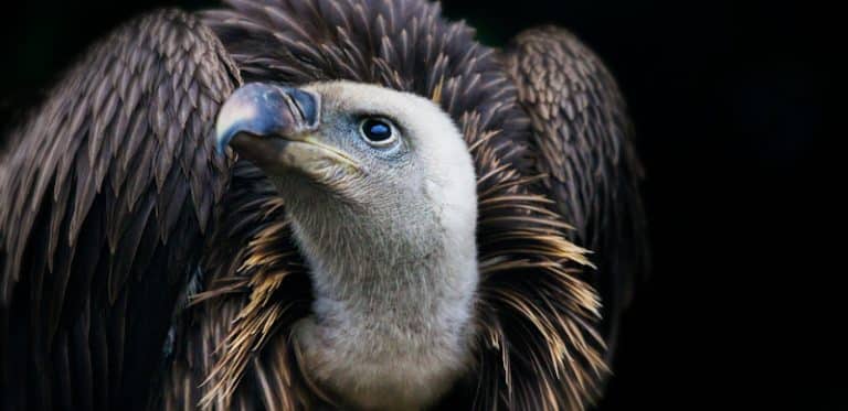 Vulture Vs Eagle, Are These Birds Part Of The Same Family?