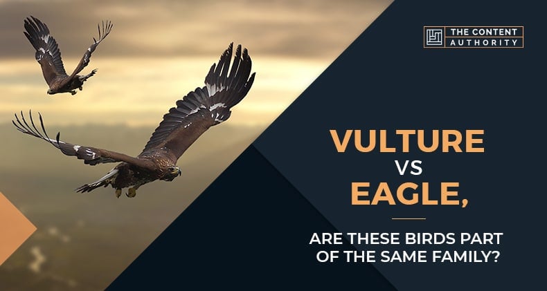 Vulture Vs Eagle, Are These Birds Part Of The Same Family?