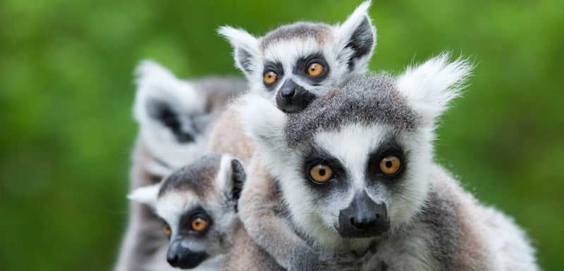 lemur and babies