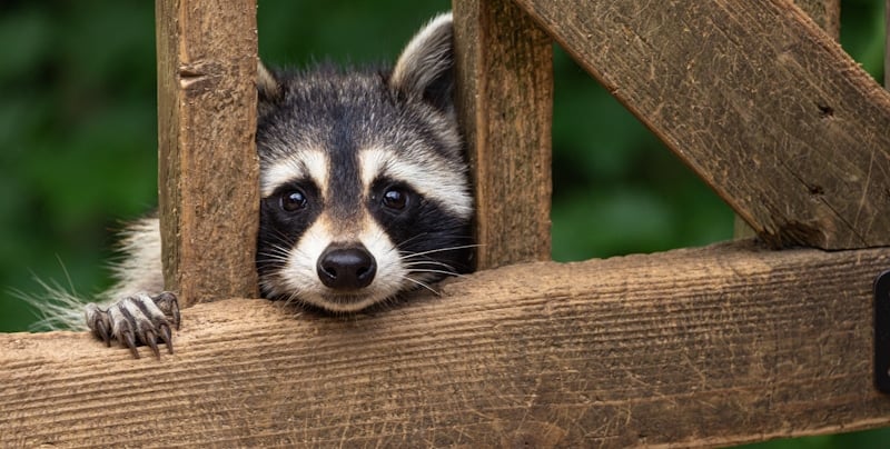 raccoon outside of a fence