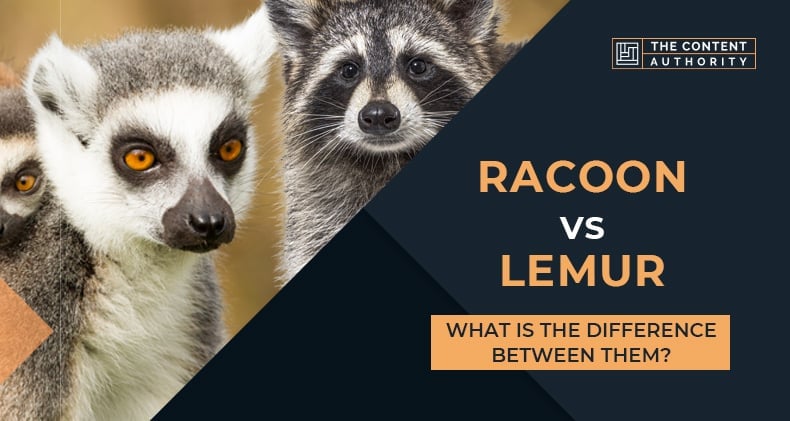 Racoon Vs Lemur: What Is The Difference Between Them?