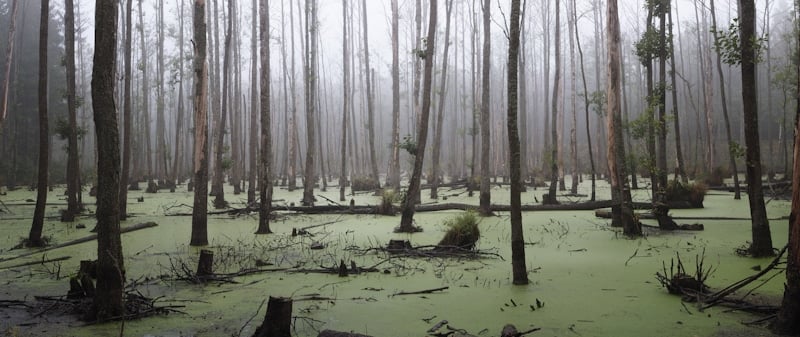 image of a swamp