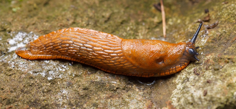 slimy red brown slug