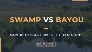 Swamp Vs Bayou, Main Differences, How To Tell Them Apart?