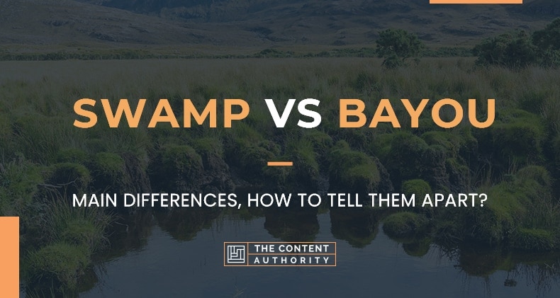 swamp-vs-bayou-main-differences-how-to-tell-them-apart