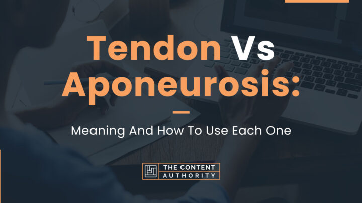 Tendon Vs Aponeurosis: Meaning And How To Use Each One