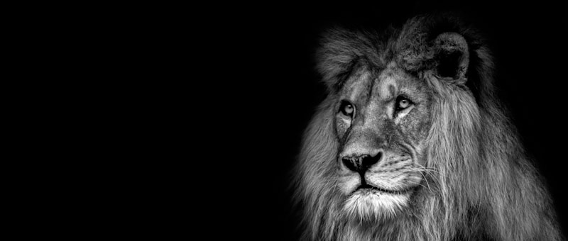 black and white lion