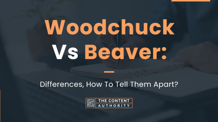 Woodchuck Vs. Beaver: Differences, How To Tell Them Apart?