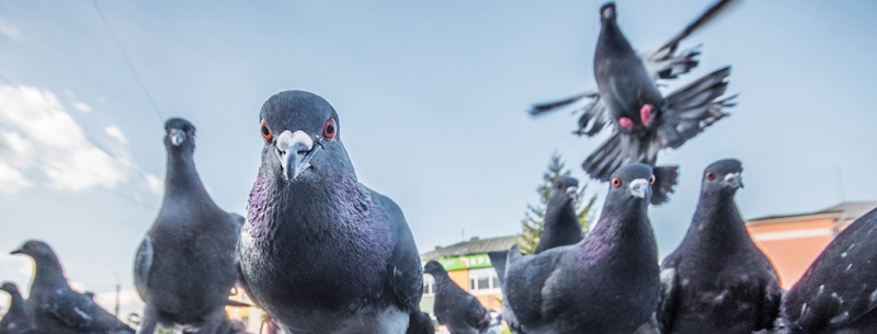 pigeon family