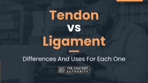 Tendon Vs Ligament: Differences And Uses For Each One