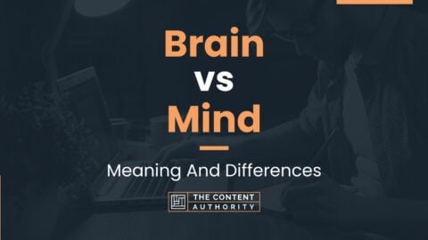 Brain vs Mind: Meaning And Differences