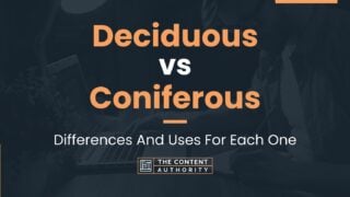 Deciduous vs Coniferous: Differences And Uses For Each One