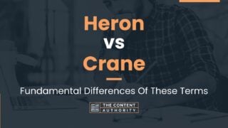 Heron vs Crane: Fundamental Differences Of These Terms