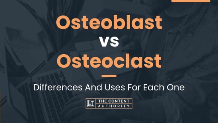 Osteoblast vs Osteoclast: Differences And Uses For Each One