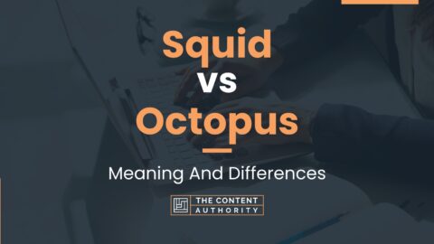 Squid Vs Octopus: Meaning And Differences