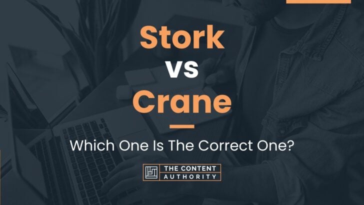 Stork vs Crane: Which One Is The Correct One?
