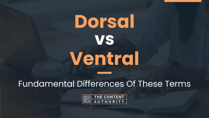 Dorsal vs Ventral: Fundamental Differences Of These Terms