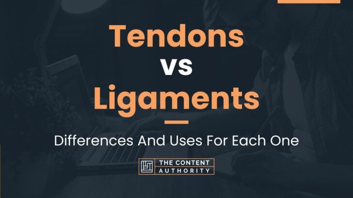 Tendons vs Ligaments: Differences And Uses For Each One