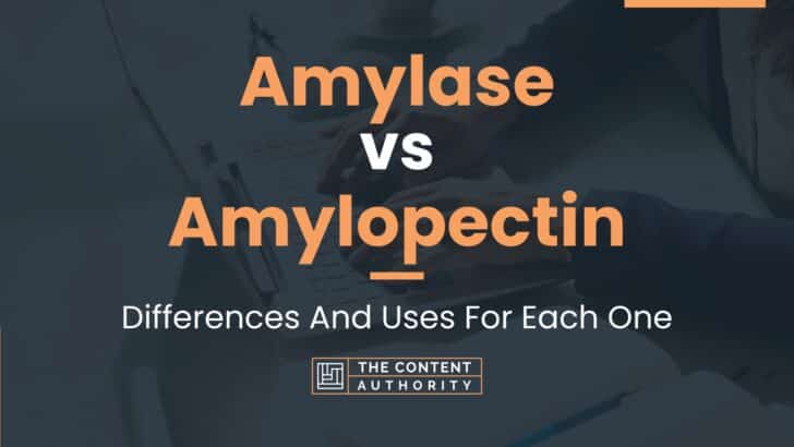 Amylase vs Amylopectin: Differences And Uses For Each One