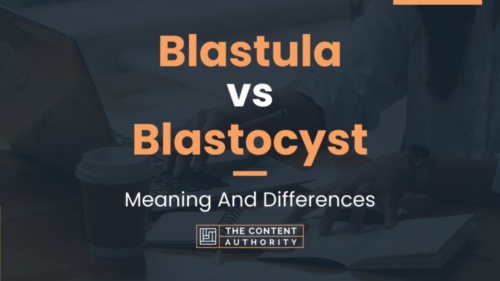 Blastula vs Blastocyst: Meaning And Differences