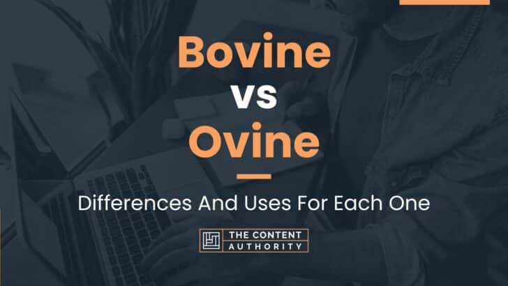 Bovine vs Ovine: Differences And Uses For Each One