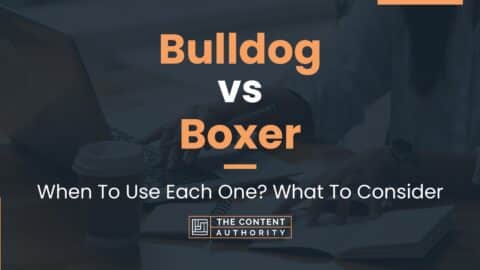 Bulldog vs Boxer: When To Use Each One? What To Consider